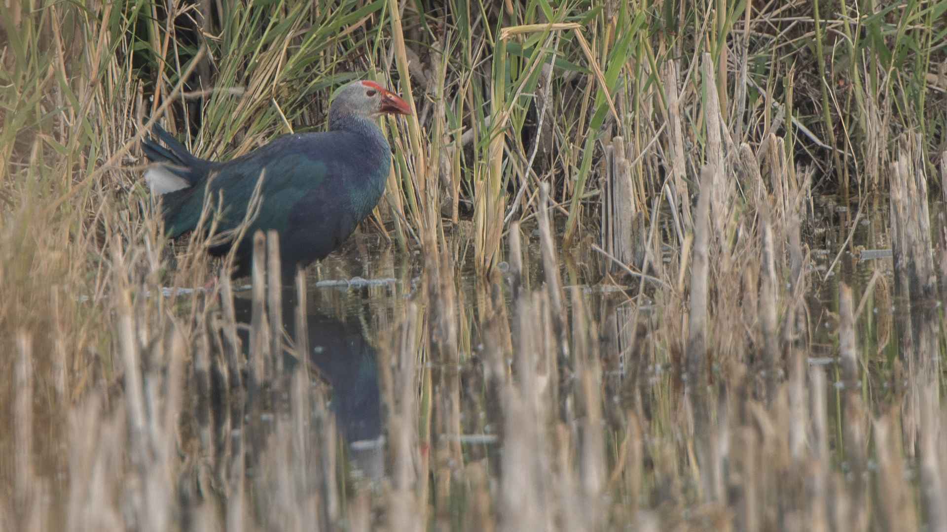 Western Swamphen